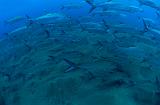 GWD BTerre site tarpon 26mars 2014_22